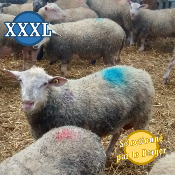 Agneau XXXL