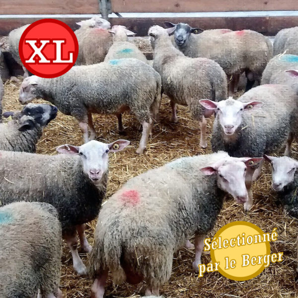 Agneau XL