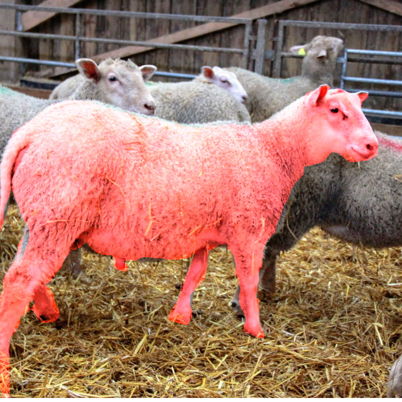 Réservation d’agneaux Ferme Cuypers